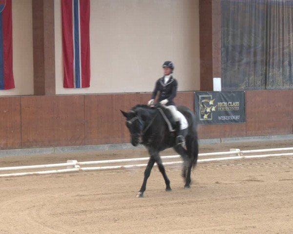 Reitturnier Weikersdorf am Steinfelde 2024