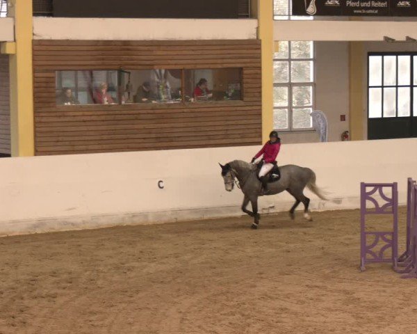 Reitturnier Stadl-Paura 2024