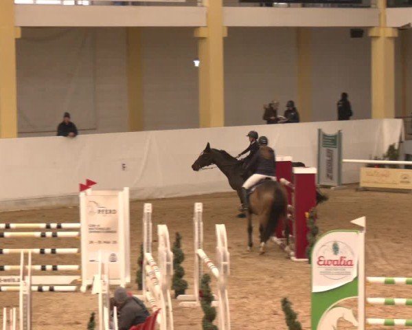 Reitturnier Stadl-Paura 2024
