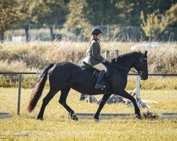 broodmare Dillyn Black Pearl (Welsh-Cob (Sek. D), 2005, from Neuaddparc Black Diamond)
