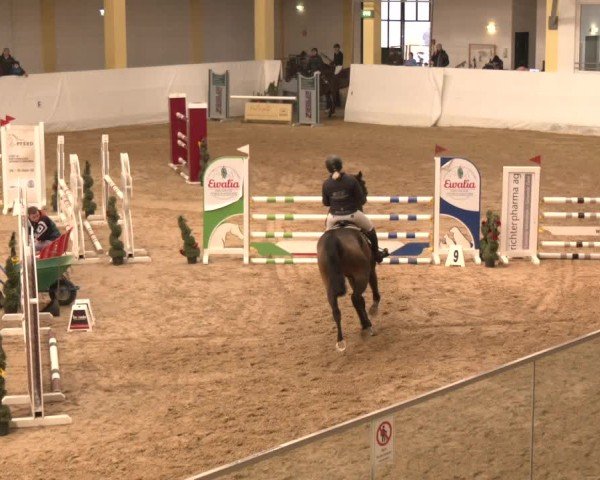 Reitturnier Stadl-Paura 2024