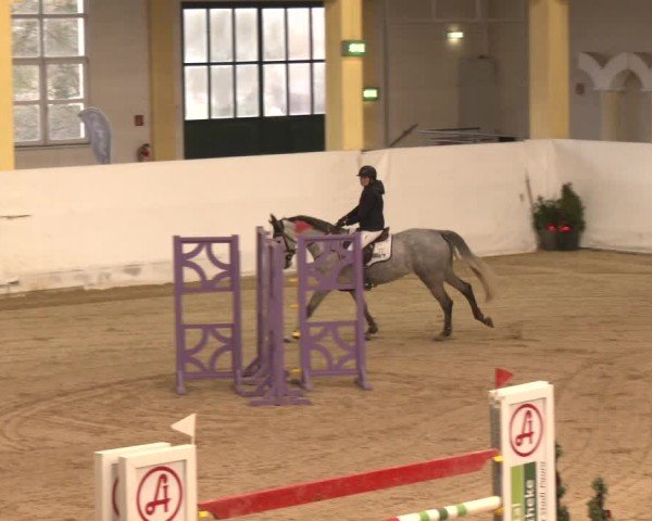 Reitturnier Stadl-Paura 2024