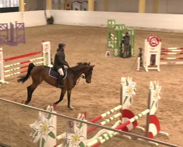 Reitturnier Stadl-Paura 2024