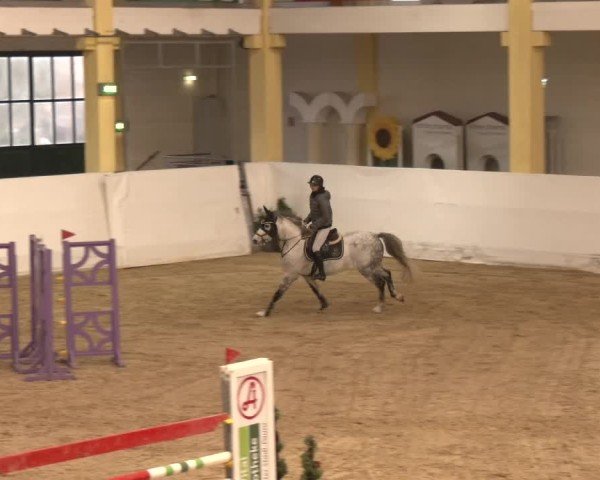 Reitturnier Stadl-Paura 2024