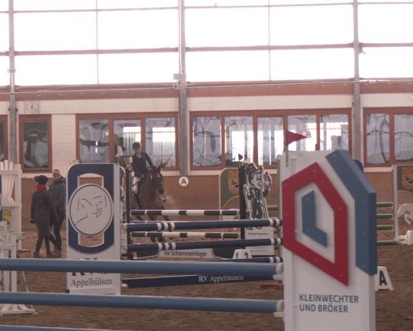 Reitturnier Appelhülsen 2024