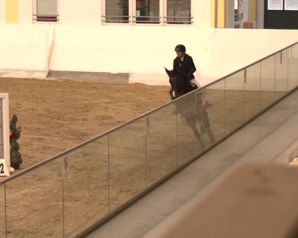 Reitturnier Stadl-Paura 2024