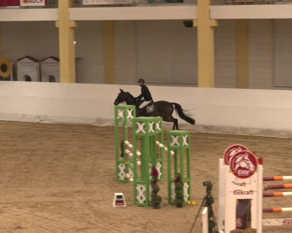 Reitturnier Stadl-Paura 2024