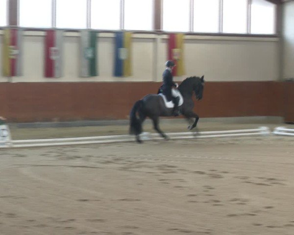 Reitturnier Weikersdorf am Steinfelde 2024
