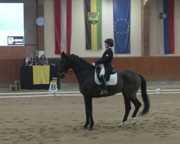 Reitturnier Weikersdorf am Steinfelde 2024