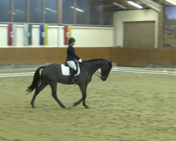 Reitturnier Weikersdorf am Steinfelde 2024