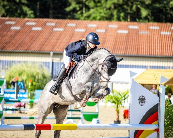 Caballo de salto Lucy Gray (Hannoveriano, 2020, de Grey Top)