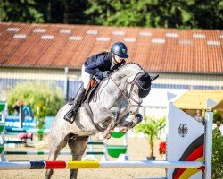 jumper Lucy Gray (Hanoverian, 2020, from Grey Top)