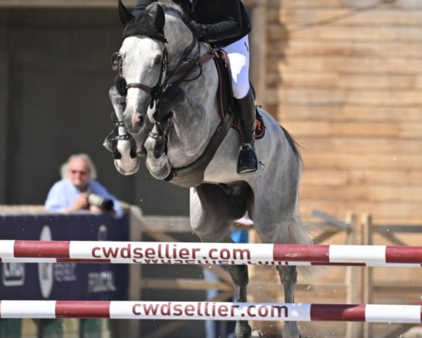 stallion Hokkaido de Menjo (Selle Français, 2017, from Excalibur de la Tour Vidal)