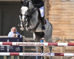 stallion Hokkaido de Menjo (Selle Français, 2017, from Excalibur de la Tour Vidal)