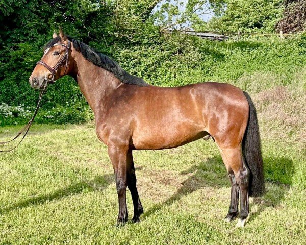 Pferd Hickstead Air (Holsteiner, 2020, von HICKSTEAD WHITE)