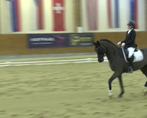 Reitturnier Weikersdorf am Steinfelde 2024